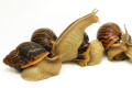 Cochlitoma varicosa F2 Gonubia, South Africa, semiadult, 5 cm